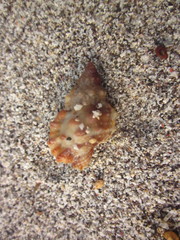 Dulcerana granularis