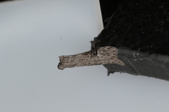 Copamyntis leptocosma