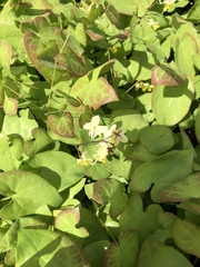 Epimedium × versicolor