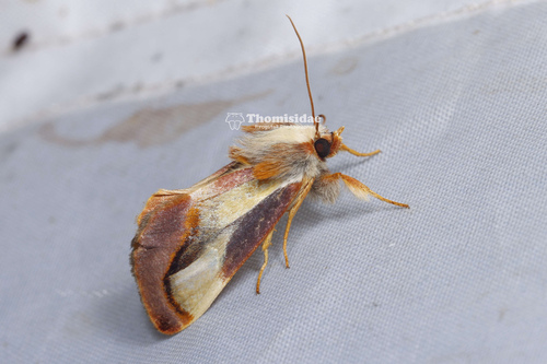 Alloasteropetes paradisea