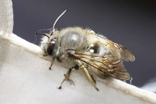 Asian Shaggy Digger Bee