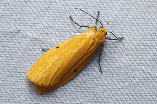 Eilema costipuncta