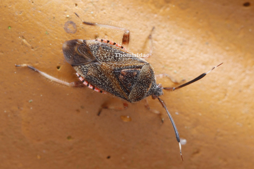 Heteropantilius rhopalimorphus