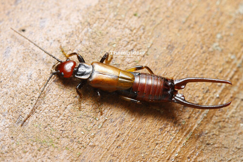 Oreasiobia chinensis