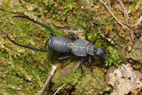 Allodahlia scabriuscula