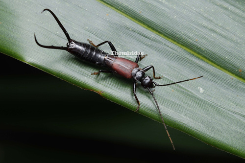 Timomenus komarowi