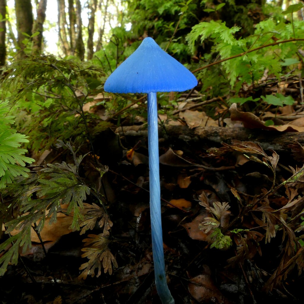 blue pinkgill from Arnold Valley 7872, New Zealand on April 7, 2024 at ...