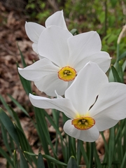 Narcissus poeticus