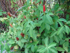 Costus pulverulentus