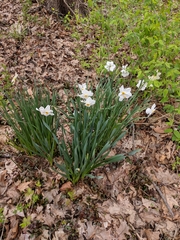 Narcissus poeticus