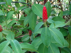 Costus pulverulentus