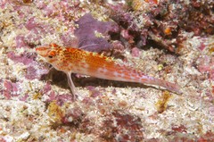 Cirrhitichthys falco