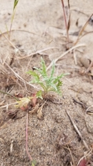 Lessingia germanorum