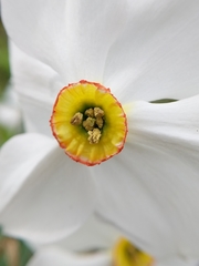 Narcissus poeticus
