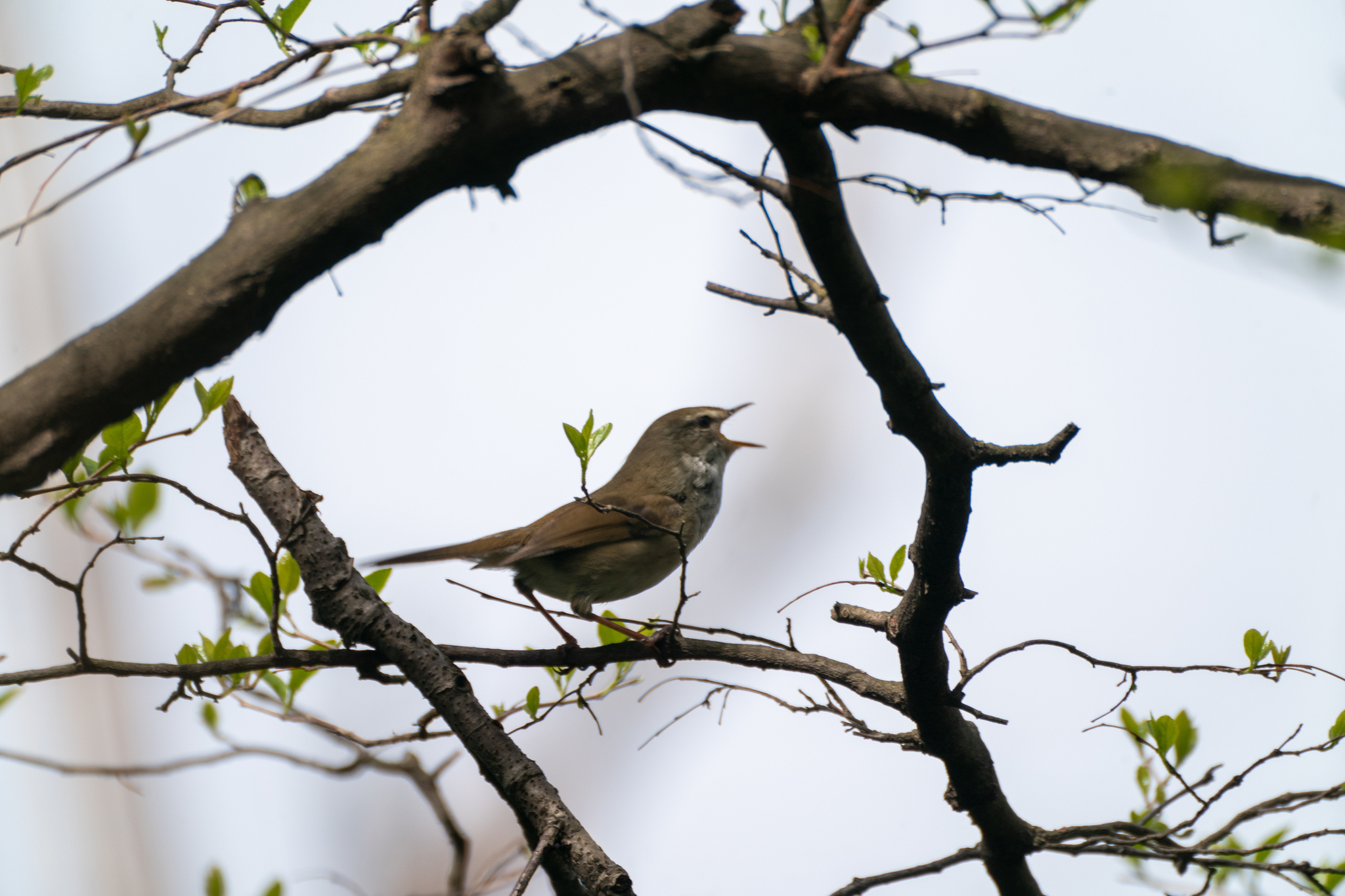 Japanese Bush Warbler