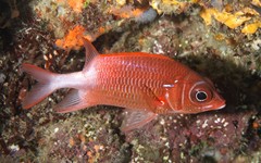 Silverspot Squirrelfish photo 3