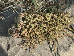 Sedum moranense