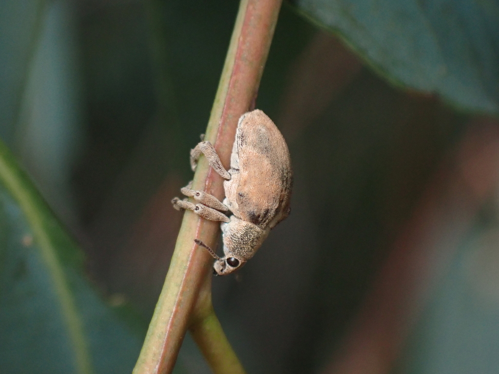 Gonipterini from Seymour VIC 3660, Australia on April 7, 2024 at 0259