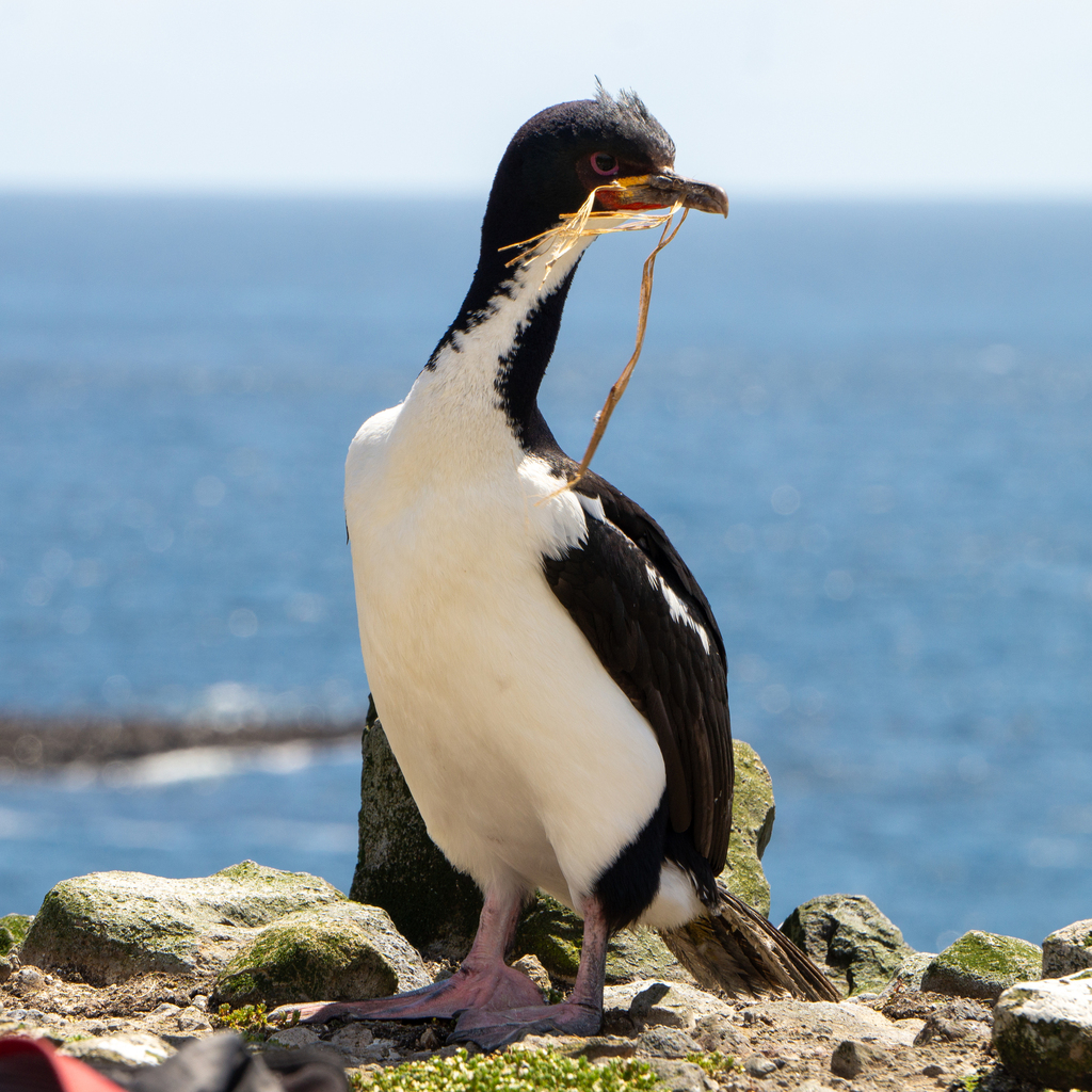 Auckland Island Shag from Auckland Islands Nature Reserve, Auckland ...