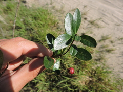 Myrcia decrescens (Myrcia decrescens)