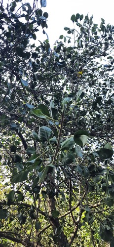 Krishna Fig (Ficus krishnae)