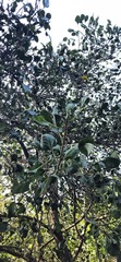 Ficus krishnae, photograph (c) Sayee Girdhari, some rights reserved (CC BY)