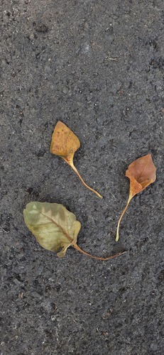 Ficus krishnae, photograph 2