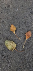 Ficus krishnae, photograph (c) Sayee Girdhari, some rights reserved (CC BY)