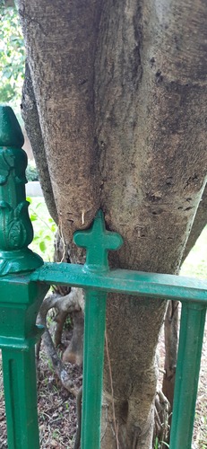 Ficus krishnae, photograph 3