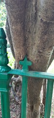 Ficus krishnae, photograph (c) Sayee Girdhari, some rights reserved (CC BY)