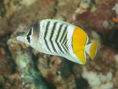 Chaetodon mertensii