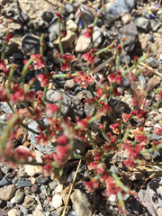 Eriogonum nidularium