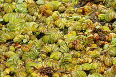 Salvinia biloba