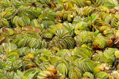 Salvinia biloba