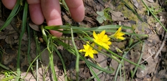 Hypoxis hirsuta