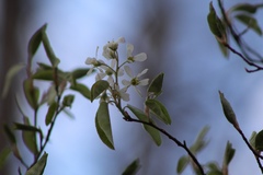 Amelanchier canadensis
