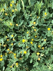 Acmispon wrangelianus