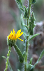 Heterotheca sessiliflora echioides