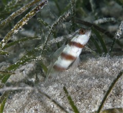 Amblyeleotris steinitzi