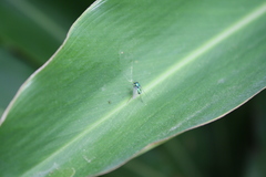 Condylostylus comatus