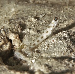 Ctenogobiops feroculus