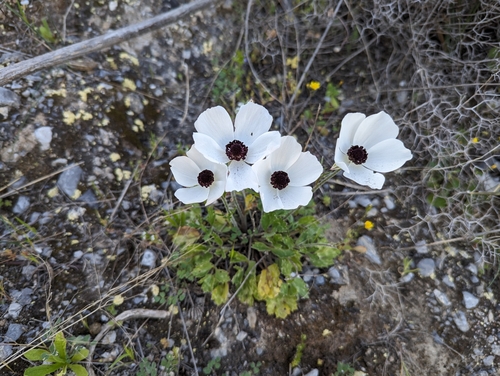 Image of Ranunculus asiaticus by (c) Elias, some rights reserved (CC BY)