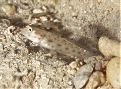 Ctenogobiops mitodes