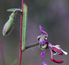 Proserpinus clarkiae