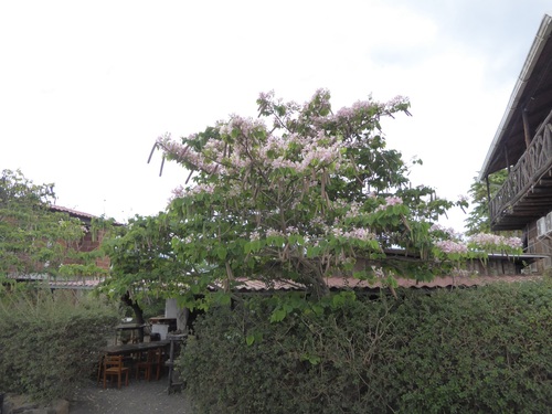 Image of Bauhinia monandra by (c) Susan Murphy, some rights reserved (CC BY)