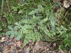 Adiantum fulvum