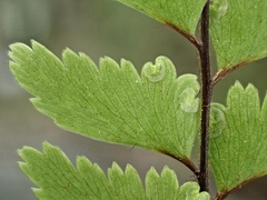 Adiantum fulvum