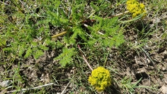 Lomatium grayi