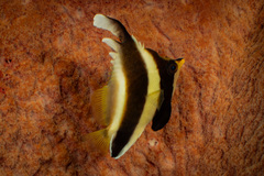 Pennant Bannerfish photo 5