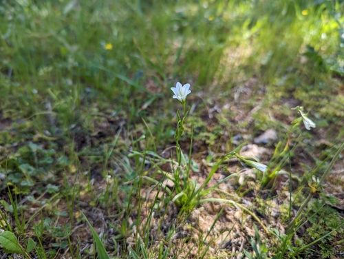 Image of Gagea graeca by (c) Elias, some rights reserved (CC BY)
